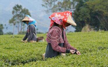 The history of specialty tea industry