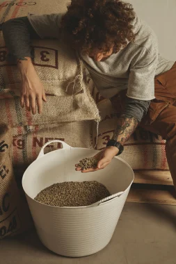 tattooed-barista-checks-raw-green-coffee-beans-from-white-plastic-basket-sitting-cotton-bags-warehouse_11zon